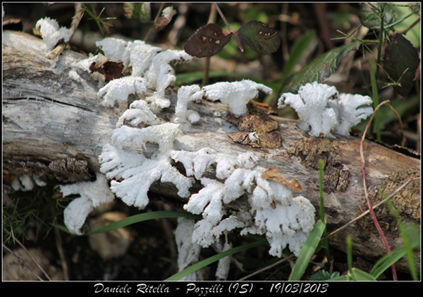 Richiesta identificazione: non so neanche se � un lichene!